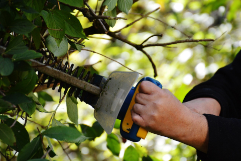 Основные инструменты, которые понадобятся садоводу для обрезки деревьев и кустов