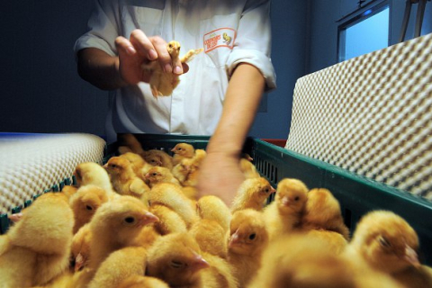 Уничтожать цыплят мужского пола теперь запрещено во Франции