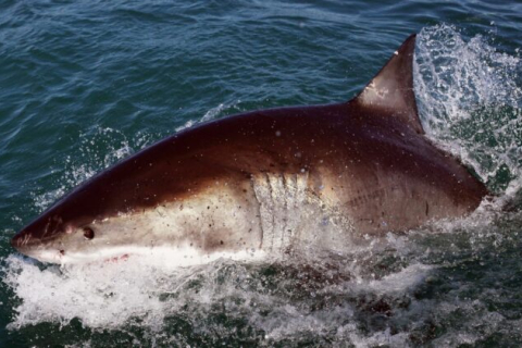 Натовп став свідком нападу 4-х метрової акули, яка вбила плавця біля узбережжя Сіднея (ВІДЕО)