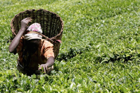 Британские производители чая замешаны в сексуальном насилии в Кении