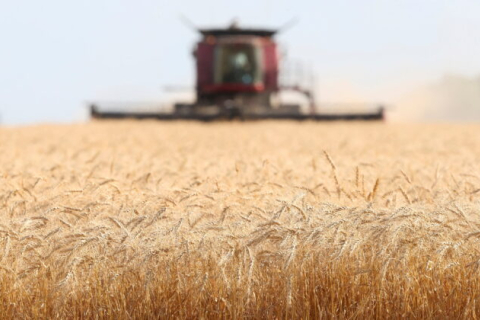 Обмежений обсяг зерна відповідає звичайному обсягу російського експорту (ВІДЕО)