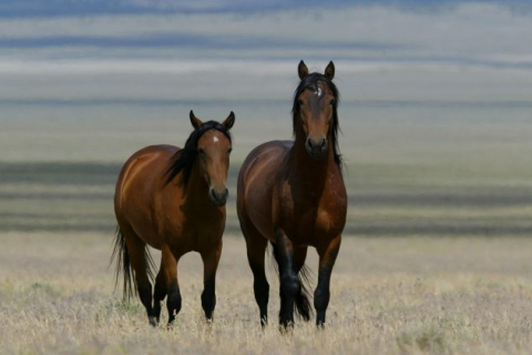 В США хотят узаконить убийство диких лошадей и ослов