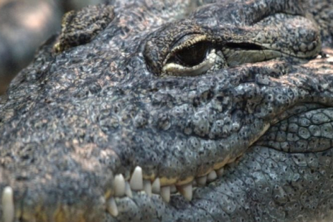 Крокодил в Австралии укусил человека и съел собаку