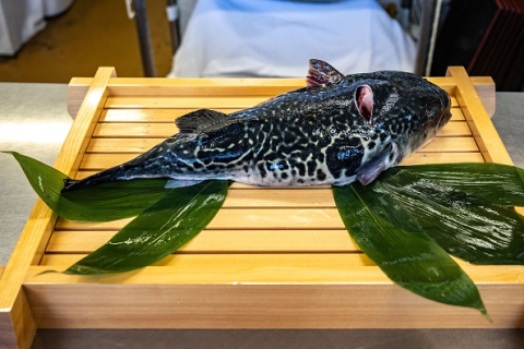 Фугу — рыба надежды для рыбаков Фукусимы