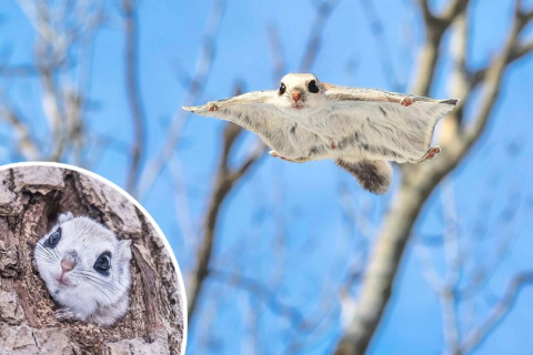 Чарівні летючі білки Едзо потрапили в кадр під час балансування між деревами (ФОТО)