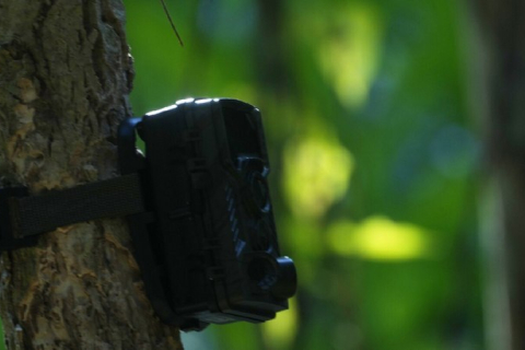 Камбоджа встановить сотні камер спостереження, щоб відновити популяцію тигрів