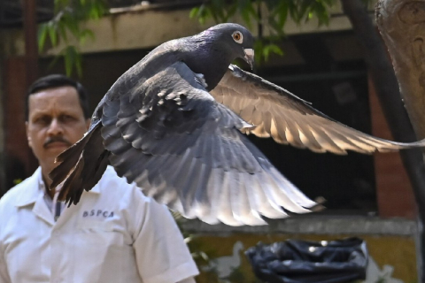 Індійська поліція звільнила підозрюваного китайського голуба-шпигуна після 8 місяців утримання (ВІДЕО)