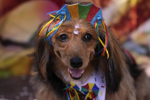 У Ріо-де-Жанейро пройшов собачий карнавал із парадом і танцями "Blocao" (ВІДЕО)