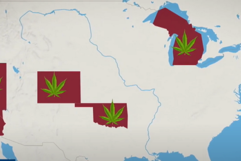 В США появляется все больше китайских плантаций с марихуаной
