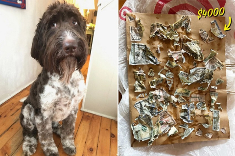 Милый пес никогда не делал ничего плохого, но однажды съел $4,000 наличными: ВИДЕО