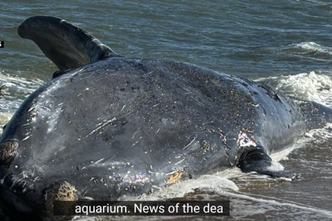 Біля берегів Массачусетса знайдено мертвою самку північного гладкого кита (ВІДЕО)