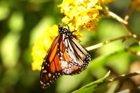 Численность бабочек-монархов в Мексике упала до рекордно низкого уровня