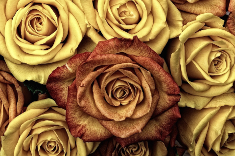 Троянди — актуальний і безпрограшний подарунок на всі часи
