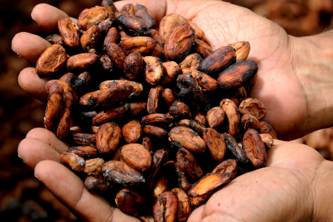 Падения урожайности и рост цен на какао может привести к мировому дефициту шоколада