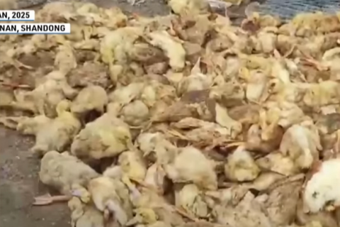 Вирус в Китае: местные жители сообщают о случаях смерти от вируса H5N1