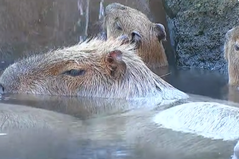 Конкурс на найдовше купання в Японії виграла капібара на ім'я Прун (ВІДЕО)