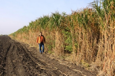 Растение мискантус — самое эффективное биотопливо для украинцев
