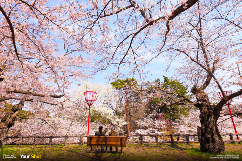 Весна пришла: в Японии расцвела сакура