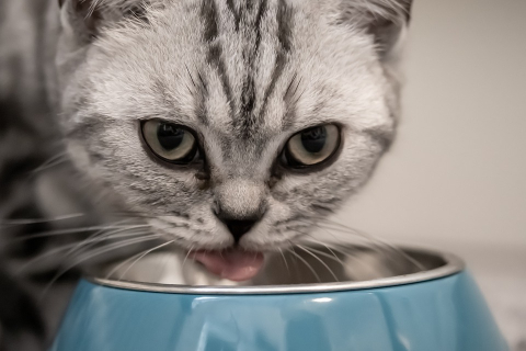 Каким кормом лучше кормить домашнюю кошку?