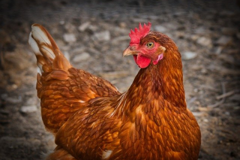  «Сейчас как клюну!»: домашняя курица вступила в битву с ястребом и спасла цыпляток