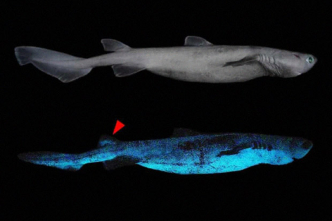  Виявилося, що чорна акула має здатність світитися (ФОТО)