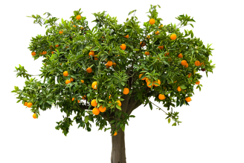 В іспанській Севільї електроенергію добувають з апельсинів (ВІДЕО)