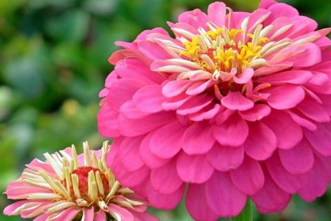 Однолетние цветы: 5 популярных разновидностей