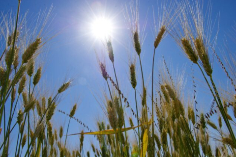 ГМО-пшеница HB4 одобрена для потребления человеком