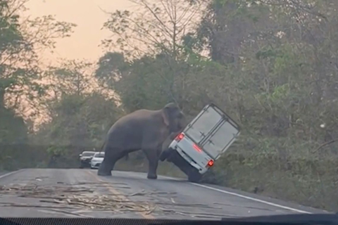У Таїланді слон перекинув вантажівку (ВІДЕО)