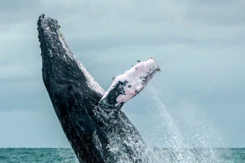 Видри, бізони, кити й риби можуть допомогти обмежити глобальне потепління, кажуть дослідники (ВІДЕО)