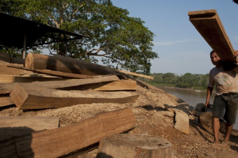 В феврале вырубка лесов в Амазонии в Бразилии вновь достигла рекордного уровня