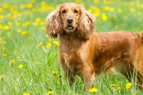 Собаки с длинными ушами: 10 лучших пород 