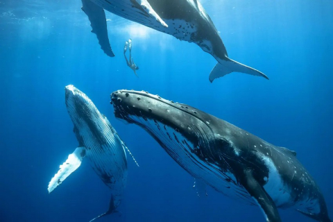 Ученые разгадали тайну пения горбатых китов