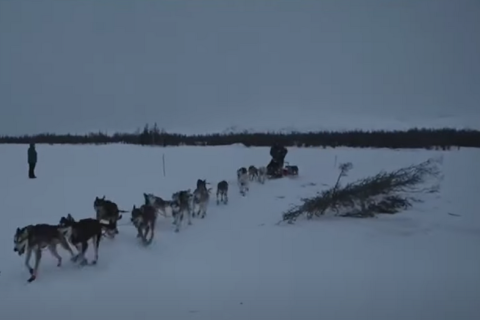 На каюра наложили штраф за неправильное потрошение лося во время гонки Iditarod