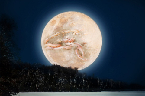 25 березня можна буде спостерігати "Черв'ячний Місяць"