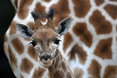 Трехмесячный детеныш жирафа сломал шею и умер в зоопарке в США