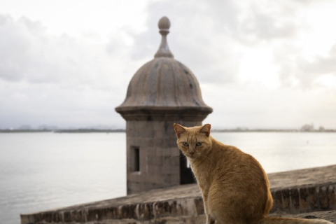 Активисты подали в суд, чтобы защитить "знаменитых бродячих кошек" в Пуэрто-Рико