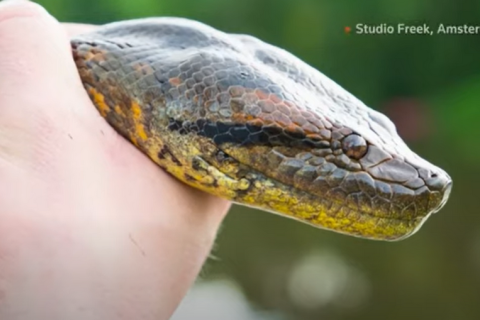 Дослідники відкрили новий вид найбільшої змії у світі — амазонської анаконди (ВІДЕО)