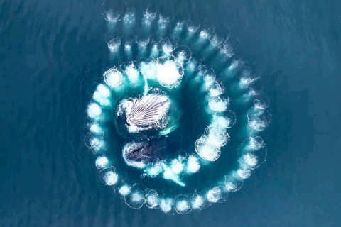 Горбаті кити створюють заворожуючу спіраль Фібоначчі з бульбашок, щоб ловити рибу в Антарктиді (ФОТО+ВІДЕО)