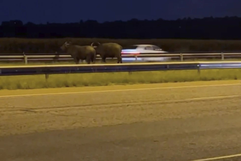 Для поимки буйволов, разгуливающих по шоссе в Йоханнесбурге, направили вертолет