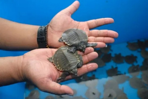 9 людей загинули і ще 78 госпіталізовані після вживання м'яса морської черепахи на Занзібарі