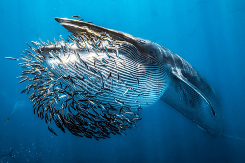Стали відомі переможці конкурсу «Підводний фотограф року 2024» (ФОТО)