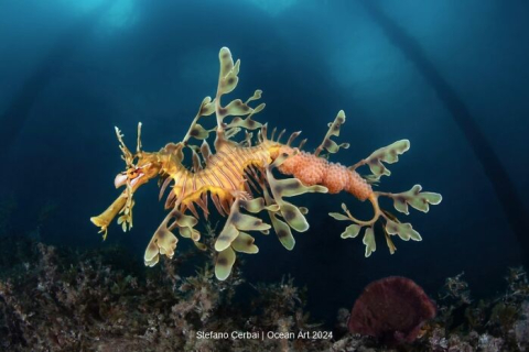 10 заворожуючих підводних фотографій від фіналістів конкурсу Ocean Art Photo Contest 2024 (ФОТО)
