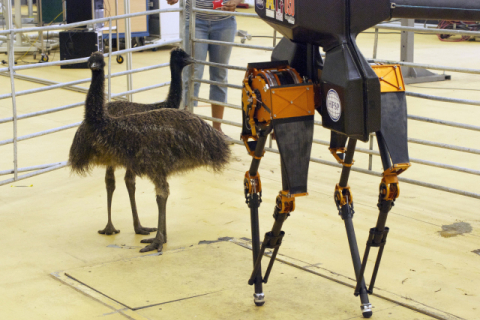 Розроблений робот-страус, що розганяється до 70 км/год