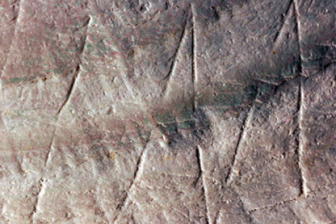 На раковине возрастом 500 тысяч лет обнаружили древний рисунок