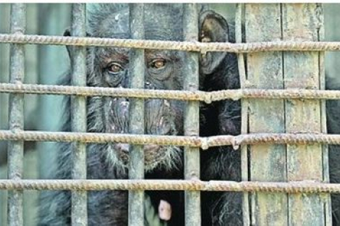 У Київському зоопарку померла найстаріша шимпанзе
