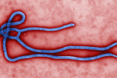 В Белом Доме заявляют, что Эболу уже победили