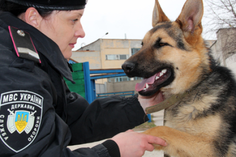 Стало известно, сколько преступлений в Киеве раскрыли собаки