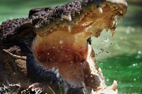 Африканський рибак помстився крокодилові