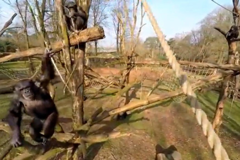 Съёмки шимпанзе с дрона: чем они закончились